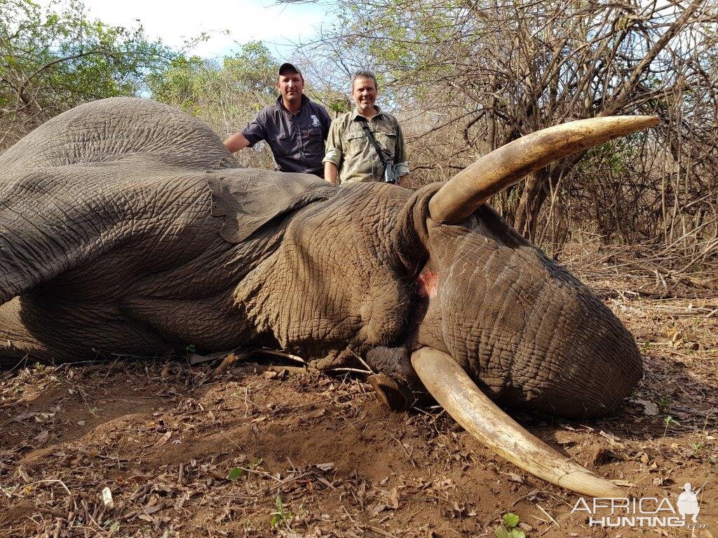 Hunt Elephant in Mozambique