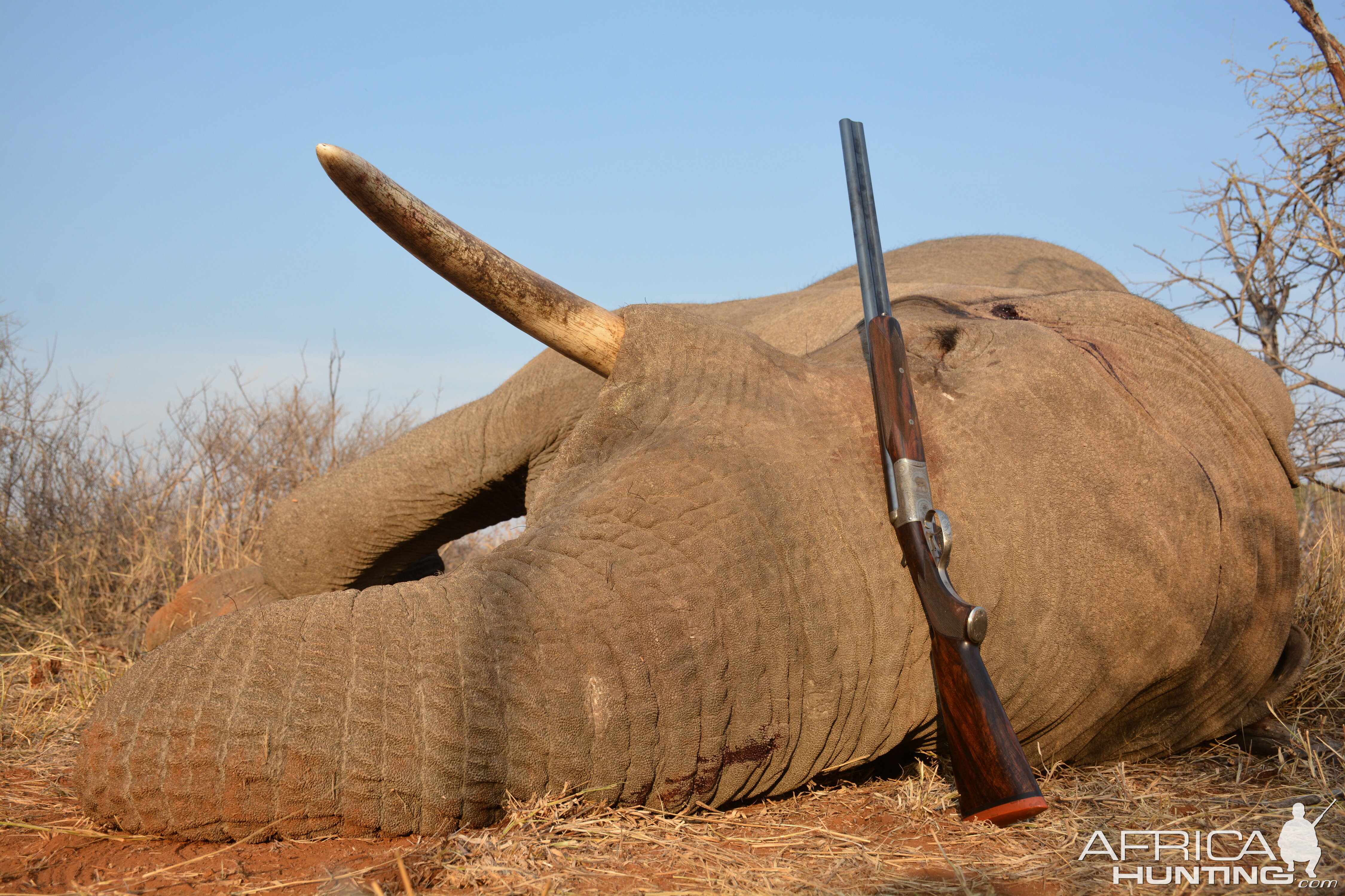 Hunt Elephant in South Africa