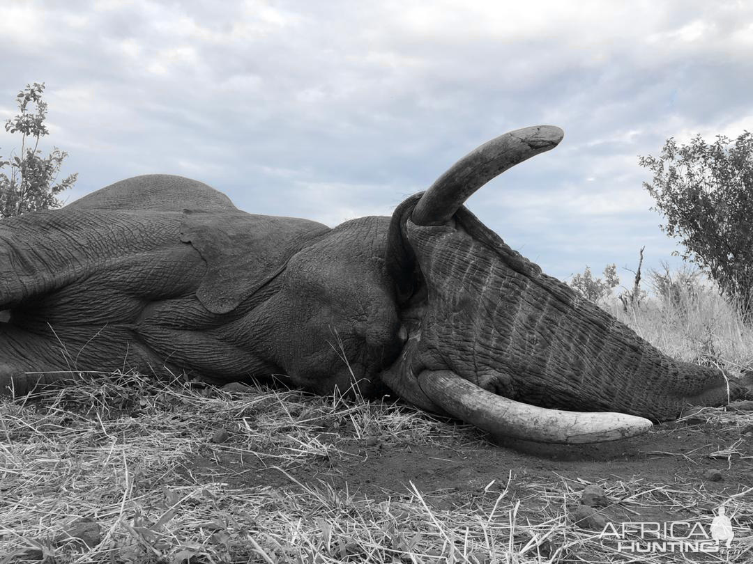 Hunt Elephant in Zimbabwe