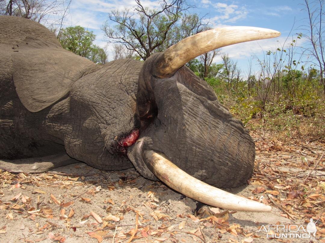 Hunt Elephant in Zimbabwe