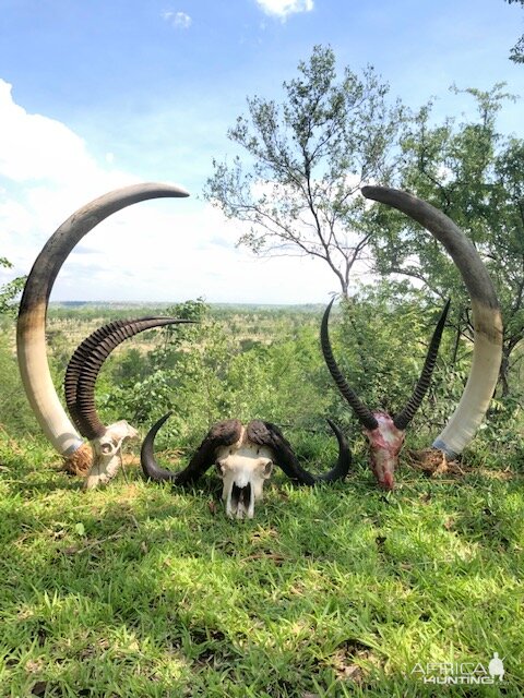 Hunt Elephant, Sable, Buffalo & Waterbuck in Zimbabwe