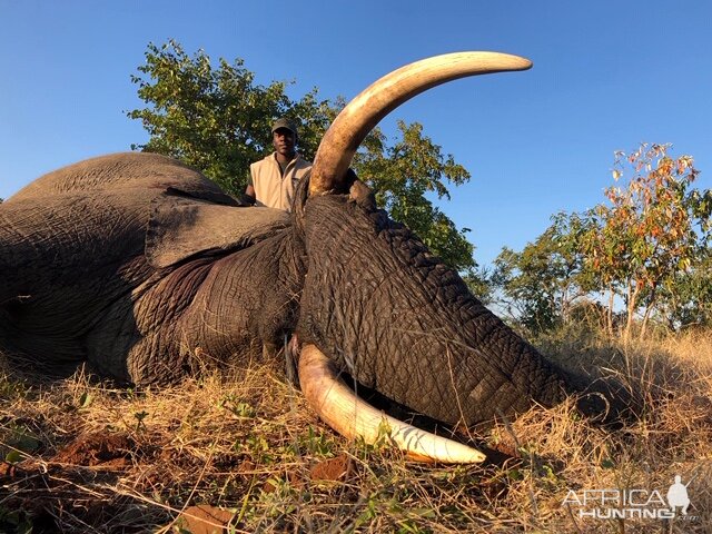 Hunt Elephant Zimbabwe