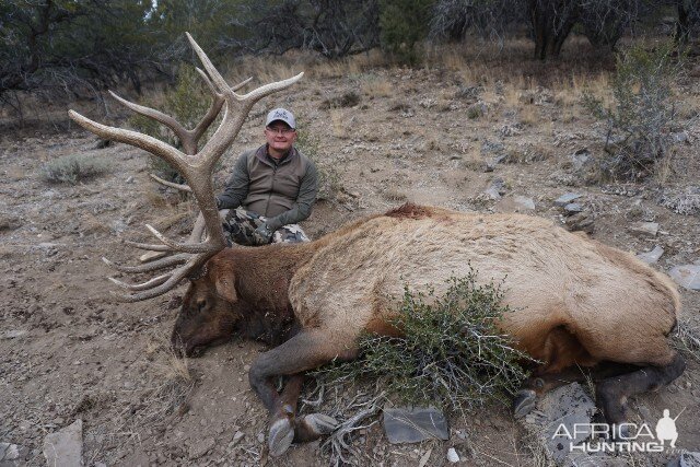 Hunt Elk in Nevada