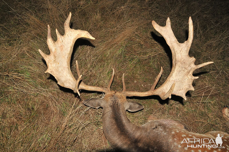 Hunt Fallow Deer France