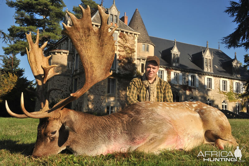 Hunt Fallow Deer France