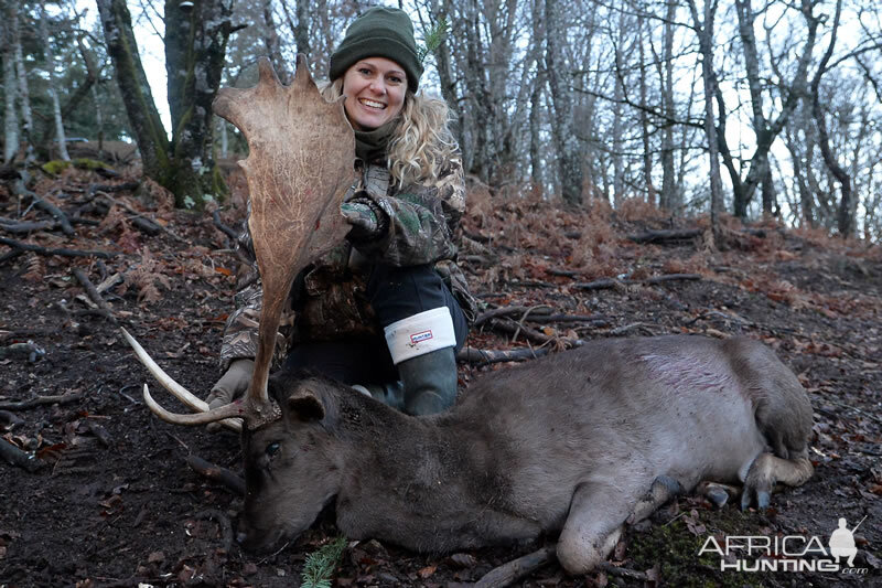 Hunt Fallow Deer France