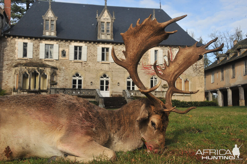 Hunt Fallow Deer France