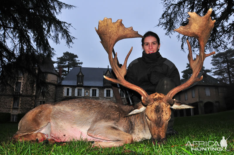 Hunt Fallow Deer France