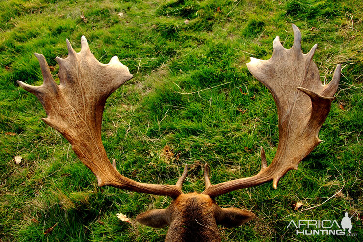 Hunt Fallow Deer France