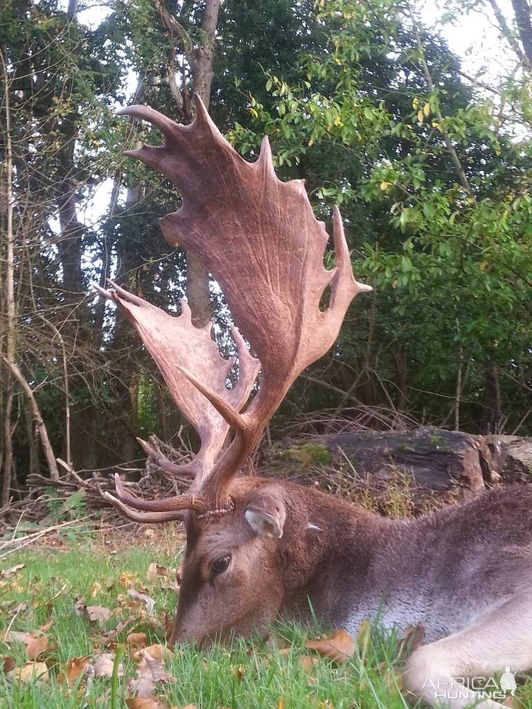 Hunt Fallow Deer in England