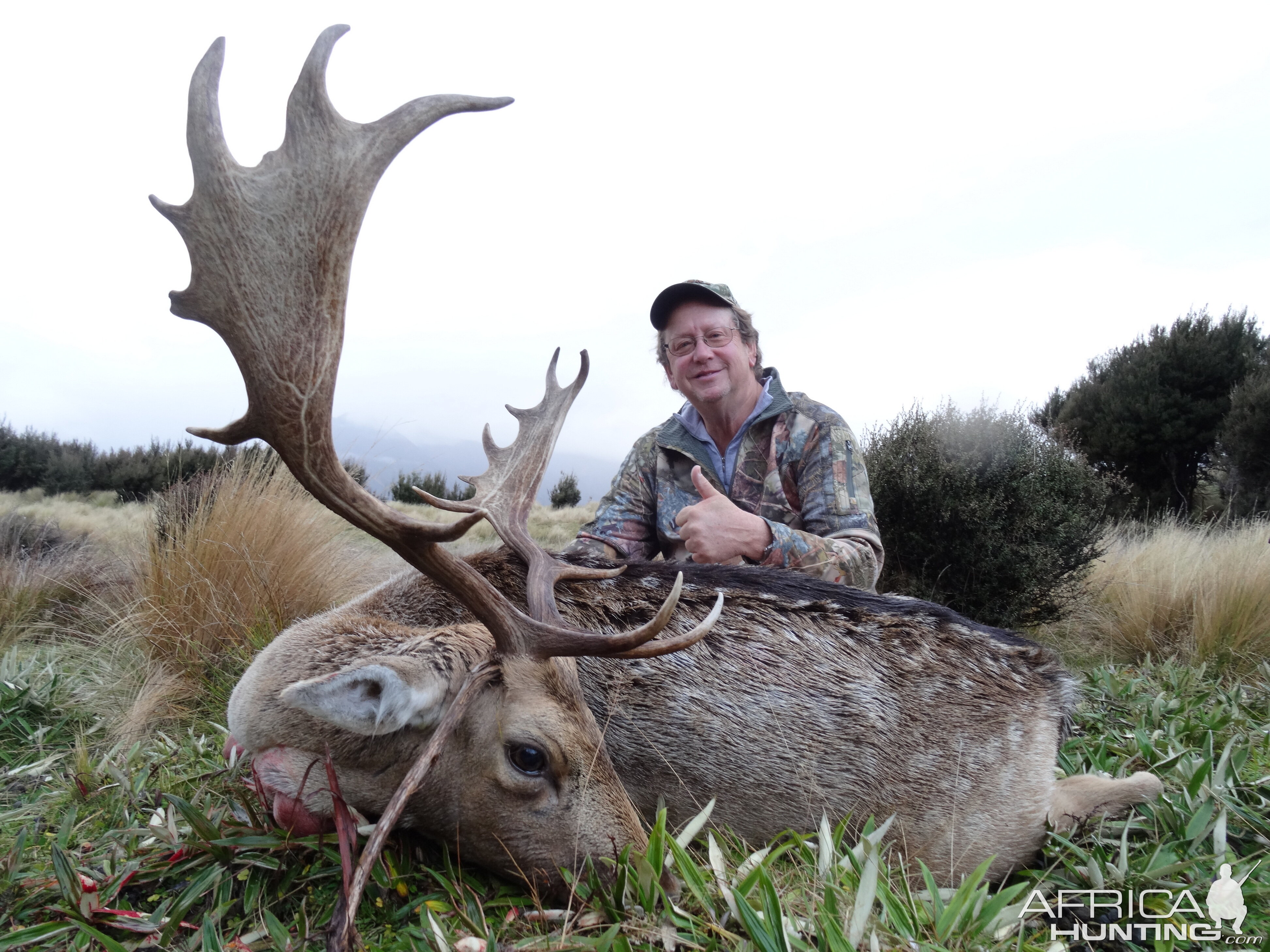 Hunt Fallow Deer in New Zealand