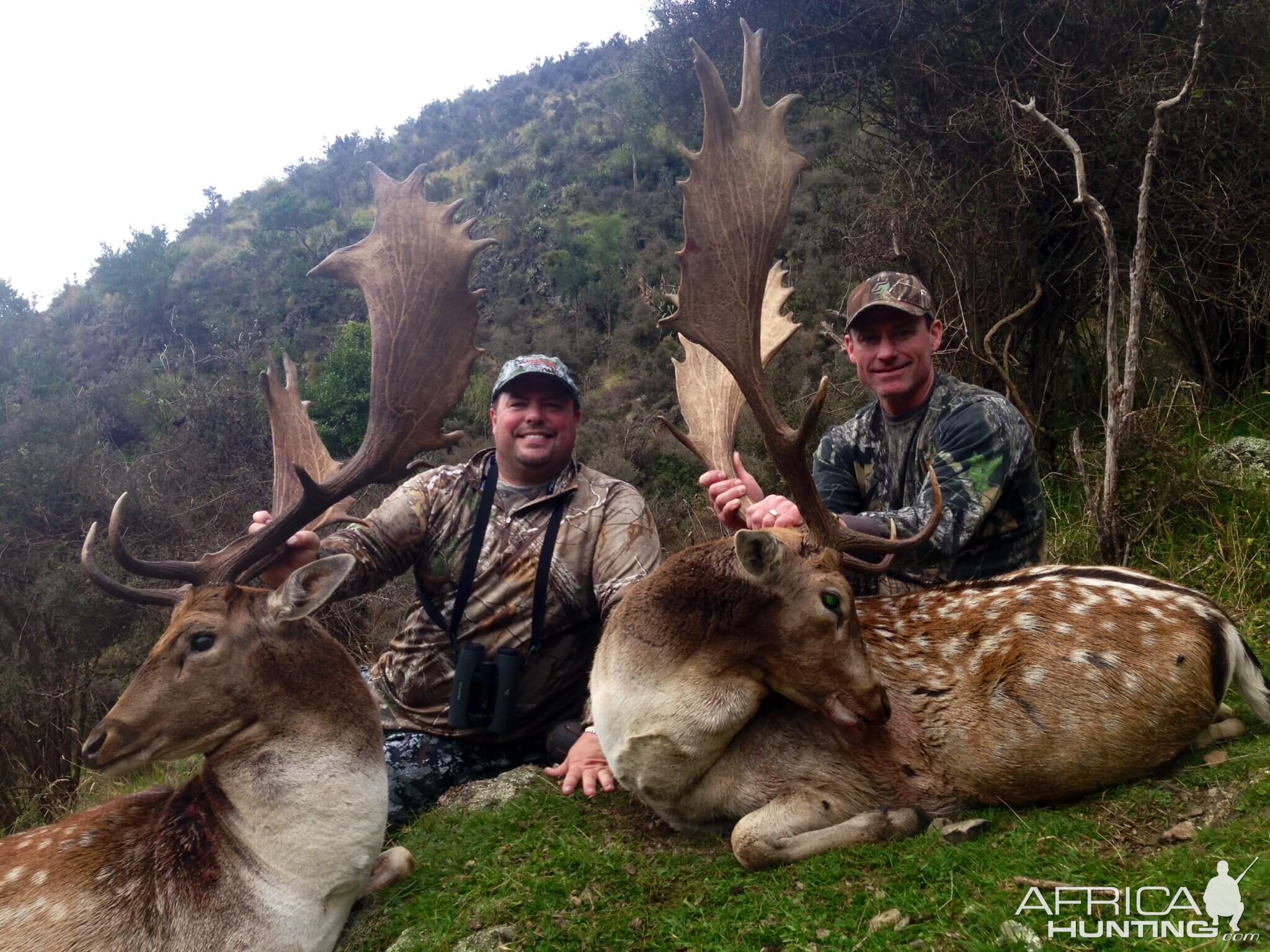 Hunt Fallow Deer in New Zealand