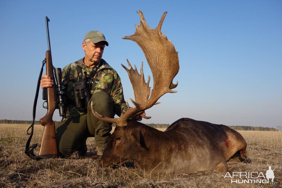 Hunt Fallow Deer in Romania