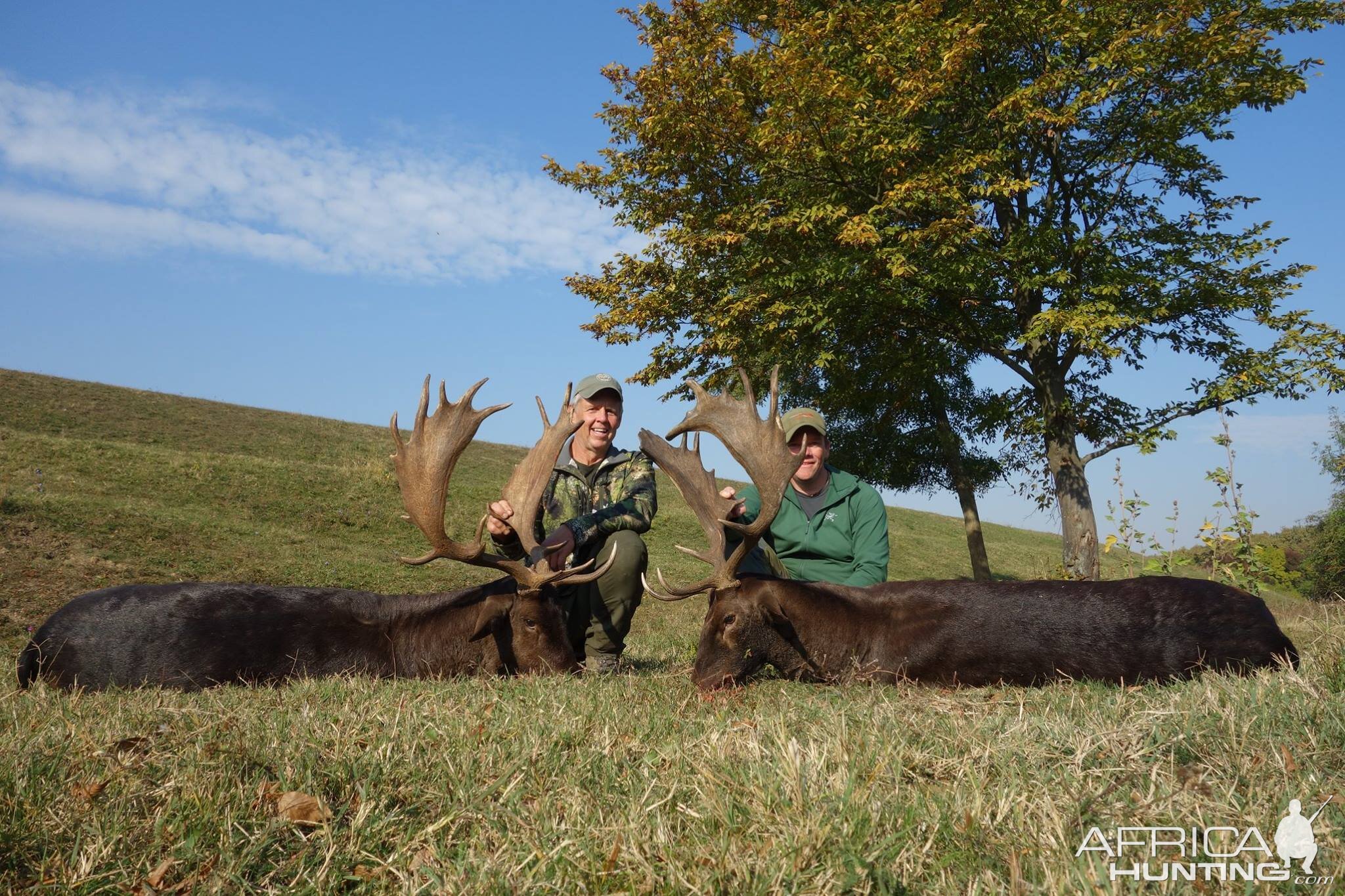 Hunt Fallow Deer in Romania