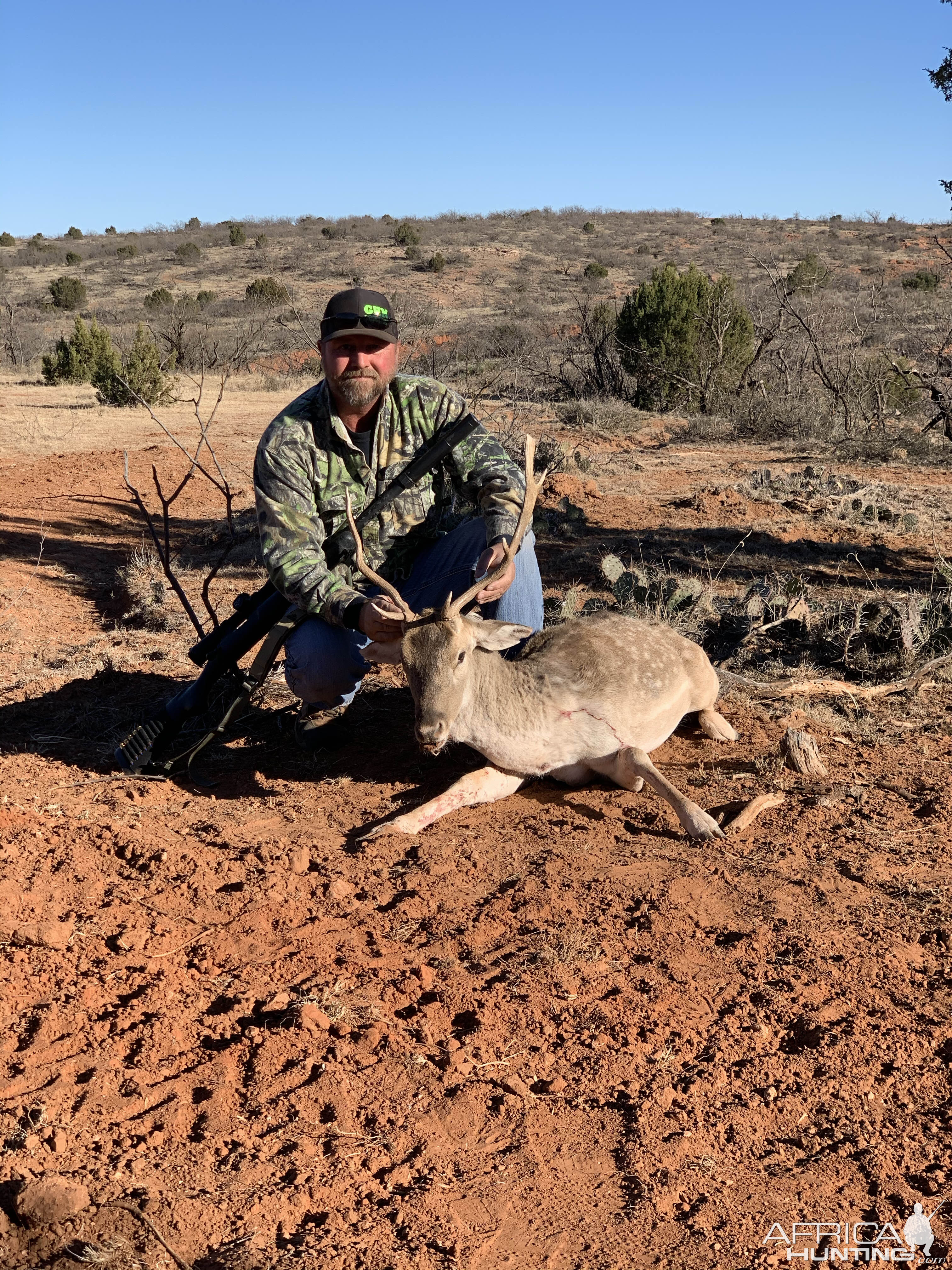 Hunt Fallow Deer in Texas USA