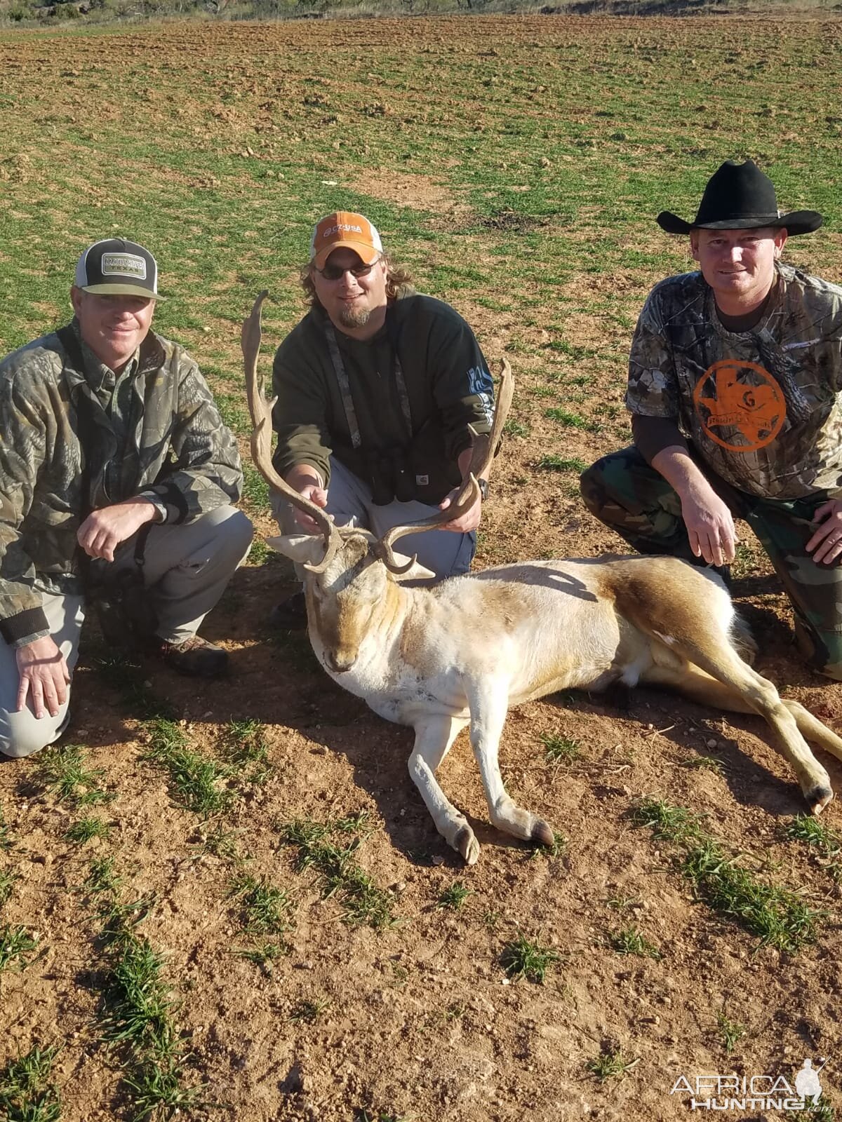 Hunt Fallow Deer in Texas USA