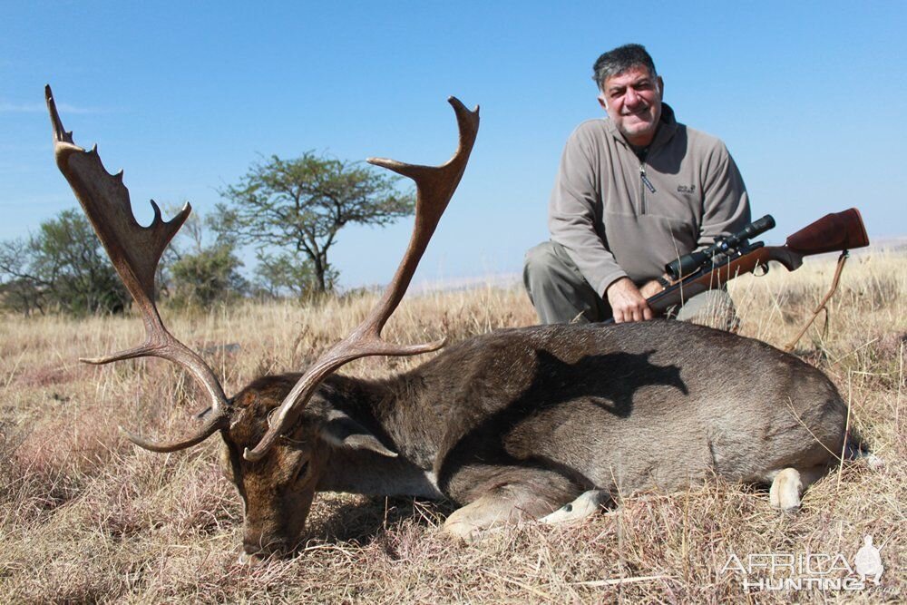 Hunt Fallow Deer South AFrica