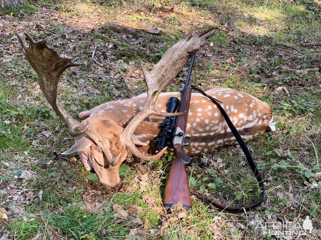 Hunt Fallow Stags in Austria