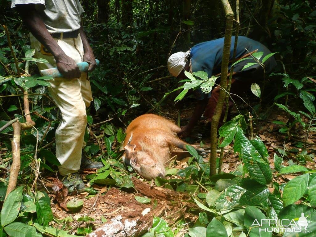 Hunt Gabonese Bushpig in Gabon