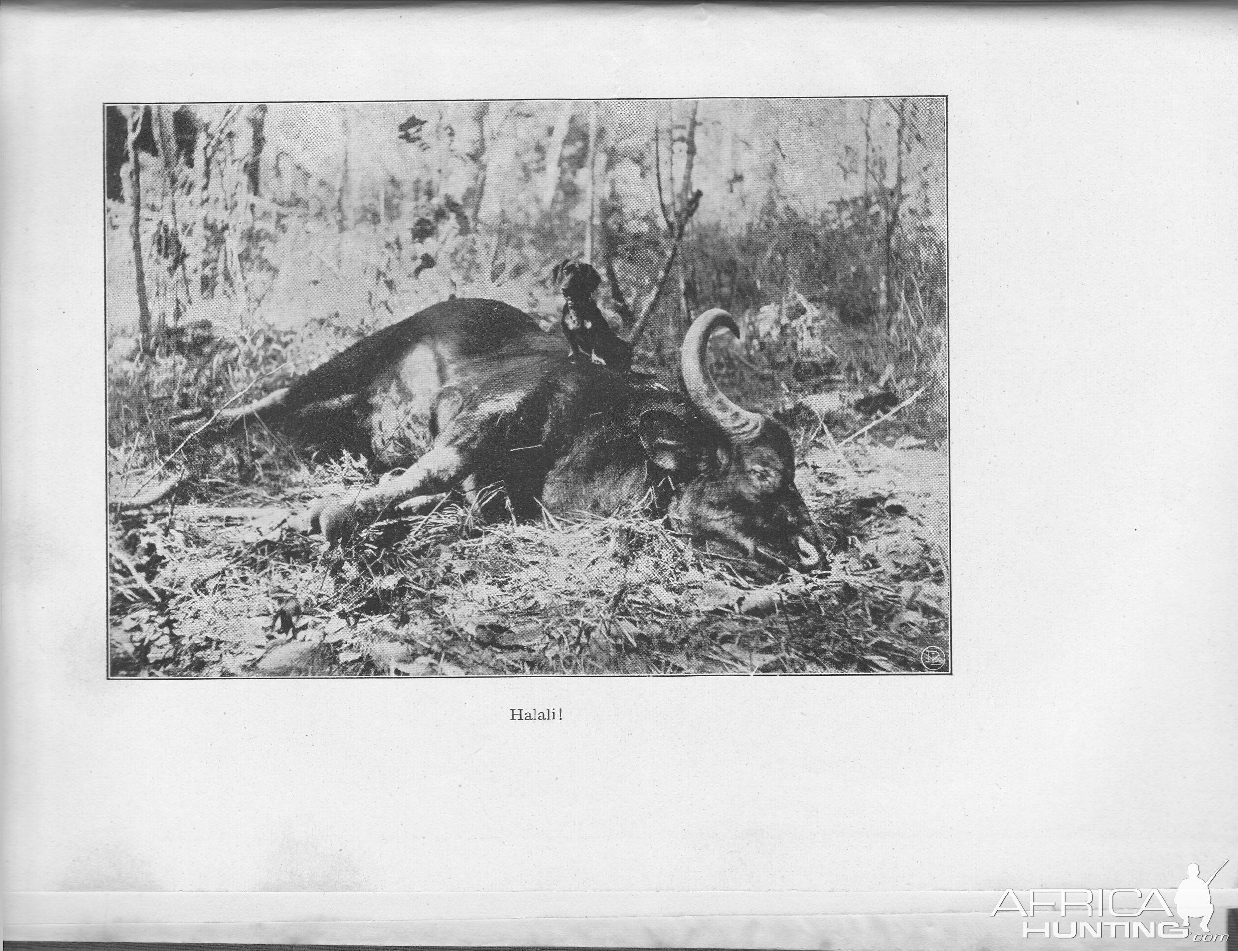 Hunt Gaur in India