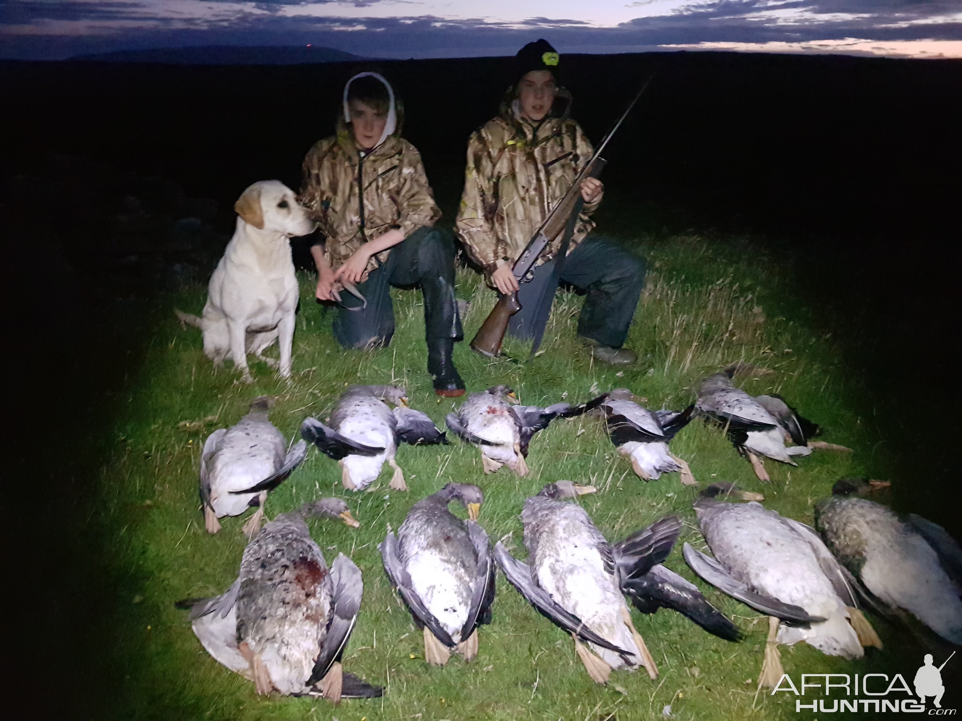 Hunt Geese in Shetland