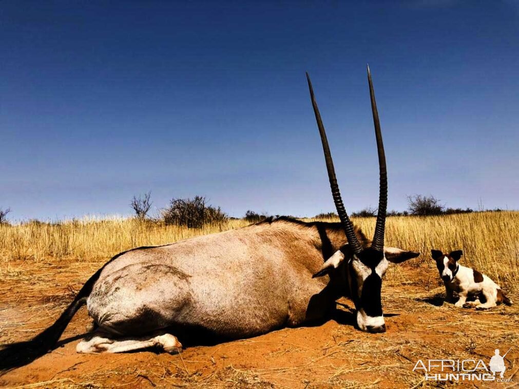 Hunt Gemsbok in Namibia