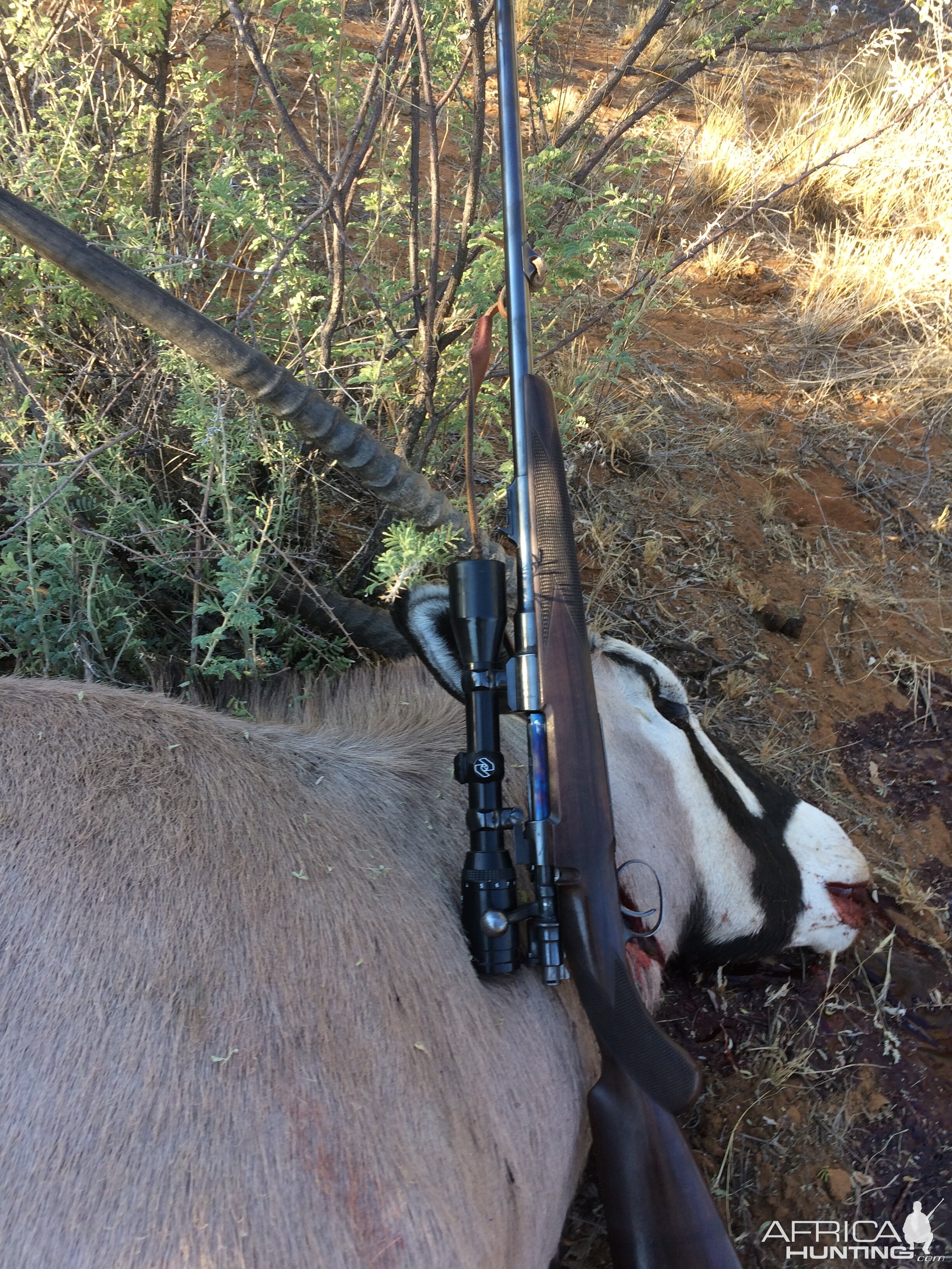 Hunt Gemsbok in Namibia