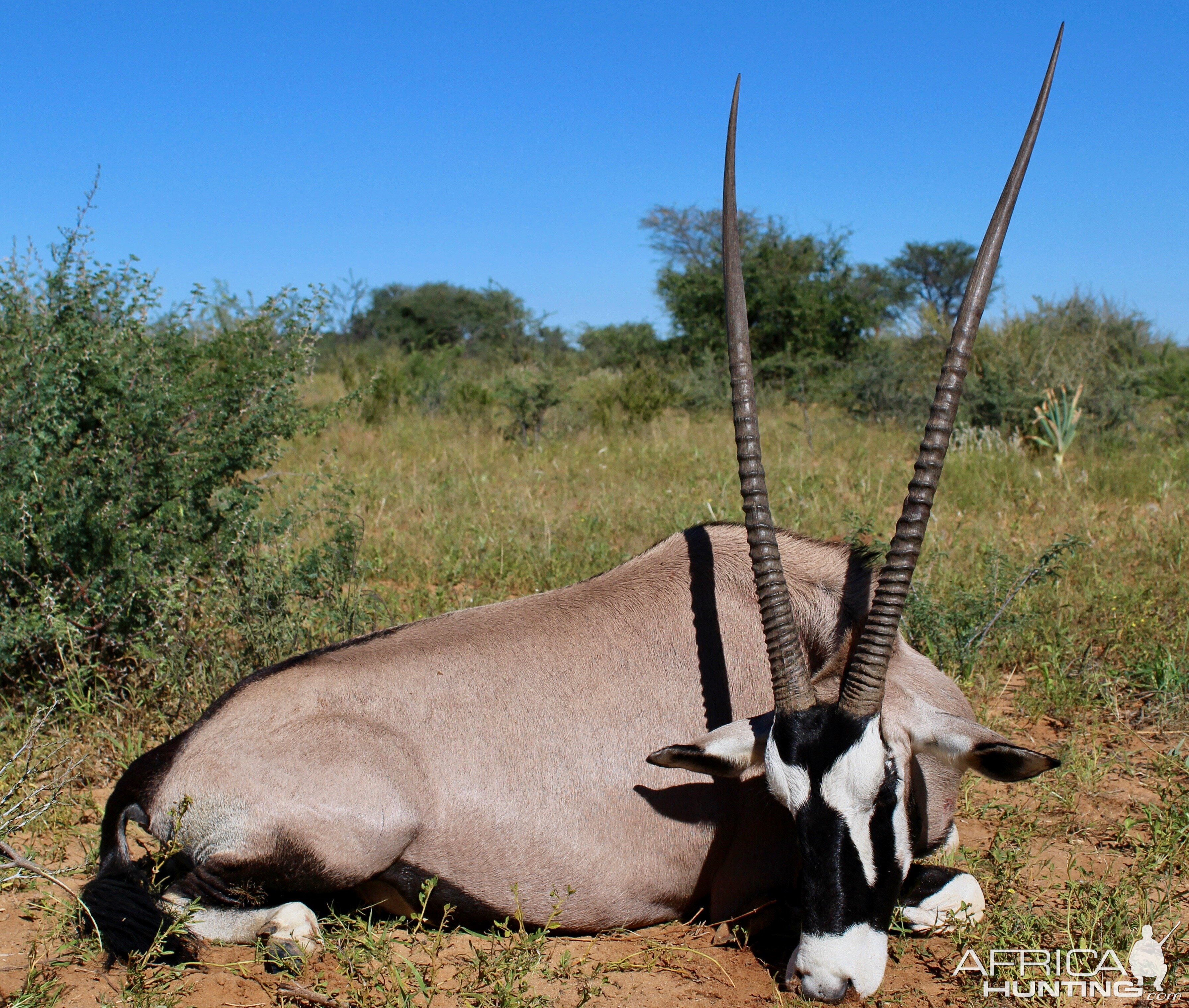 Hunt Gemsbok in Namibia