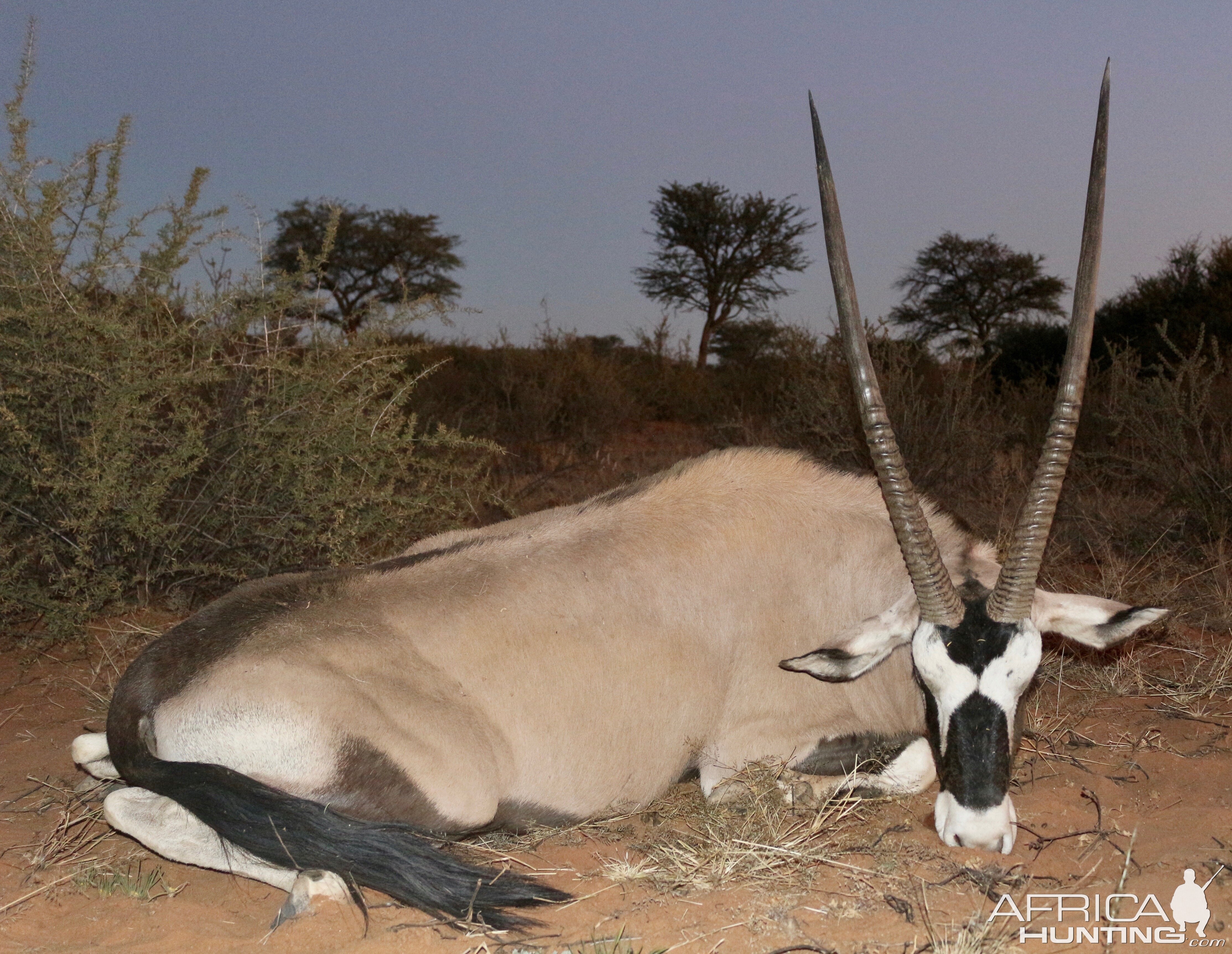 Hunt Gemsbok in Namibia