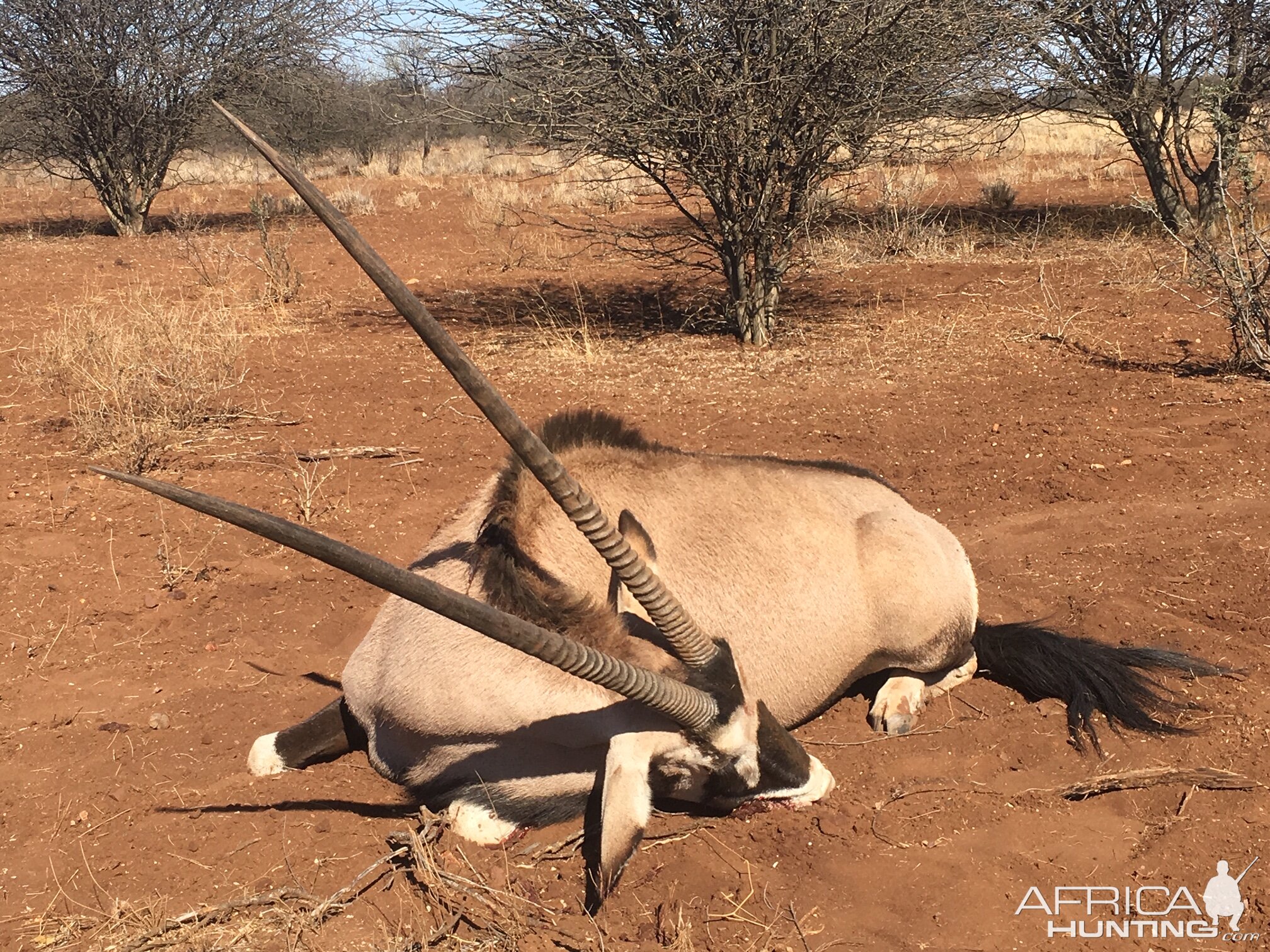 Hunt Gemsbok in South Africa