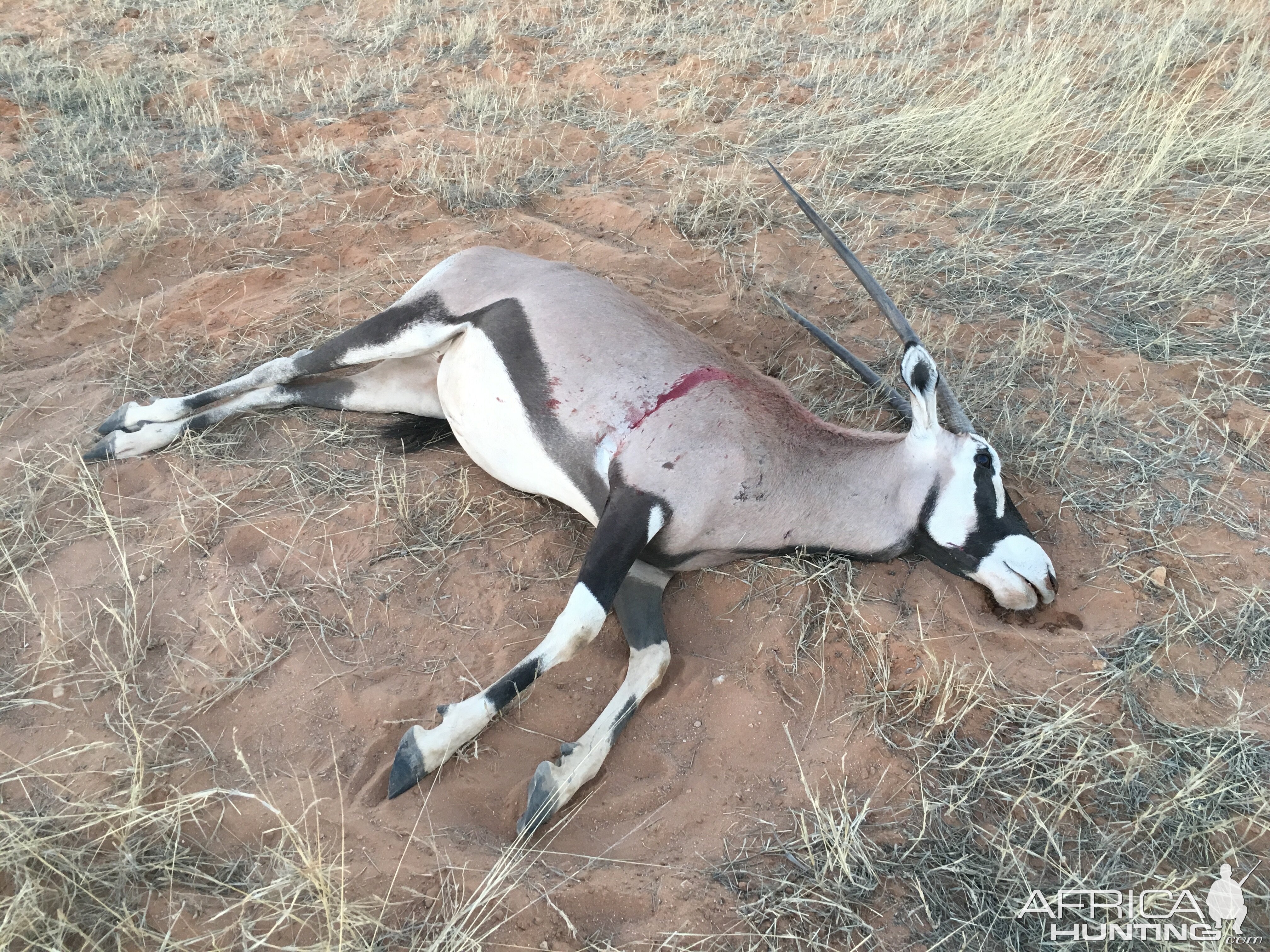 Hunt Gemsbok Namibia