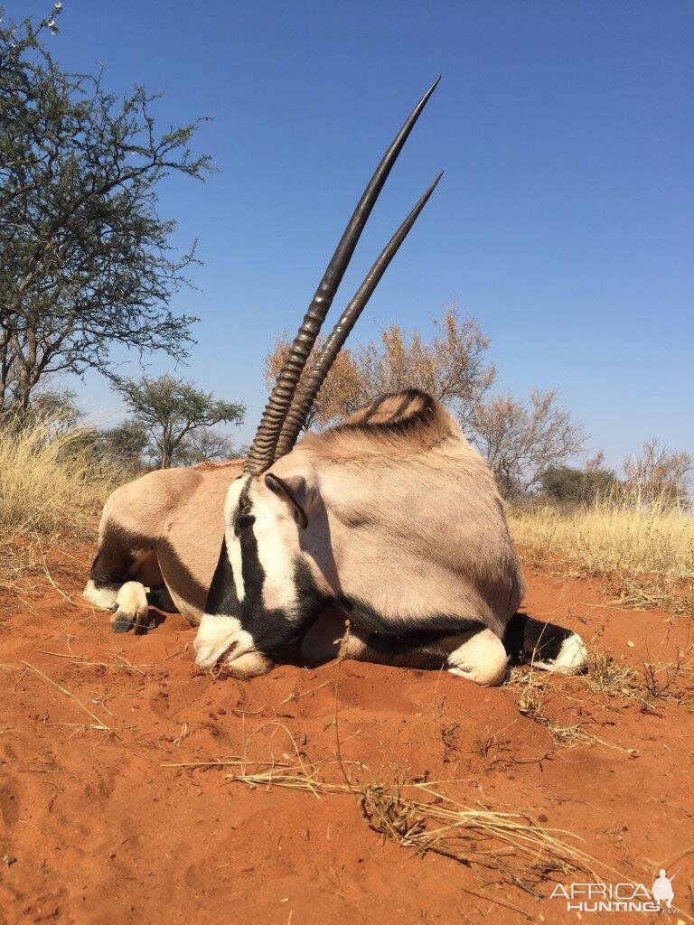 Hunt Gemsbok South Africa