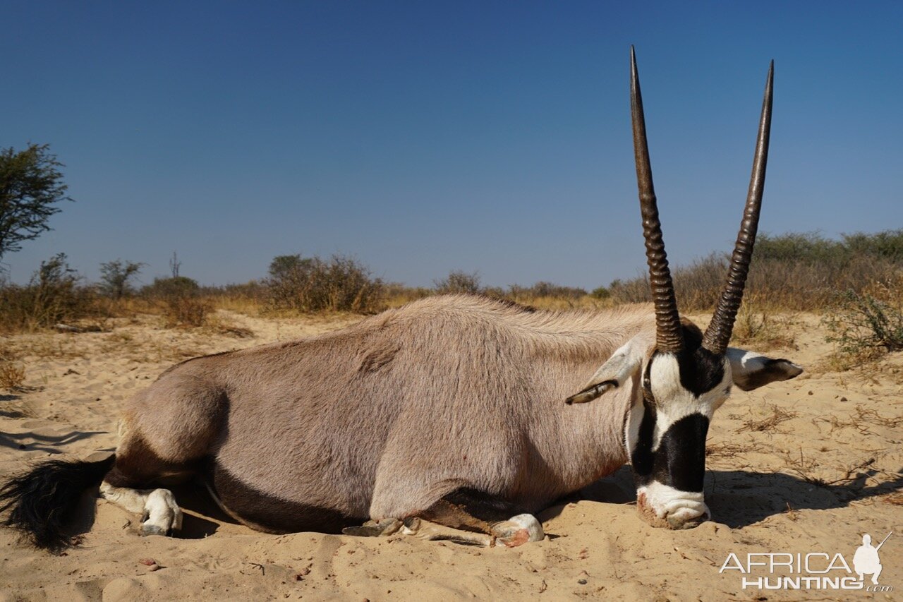 Hunt Gemsbok South Africa