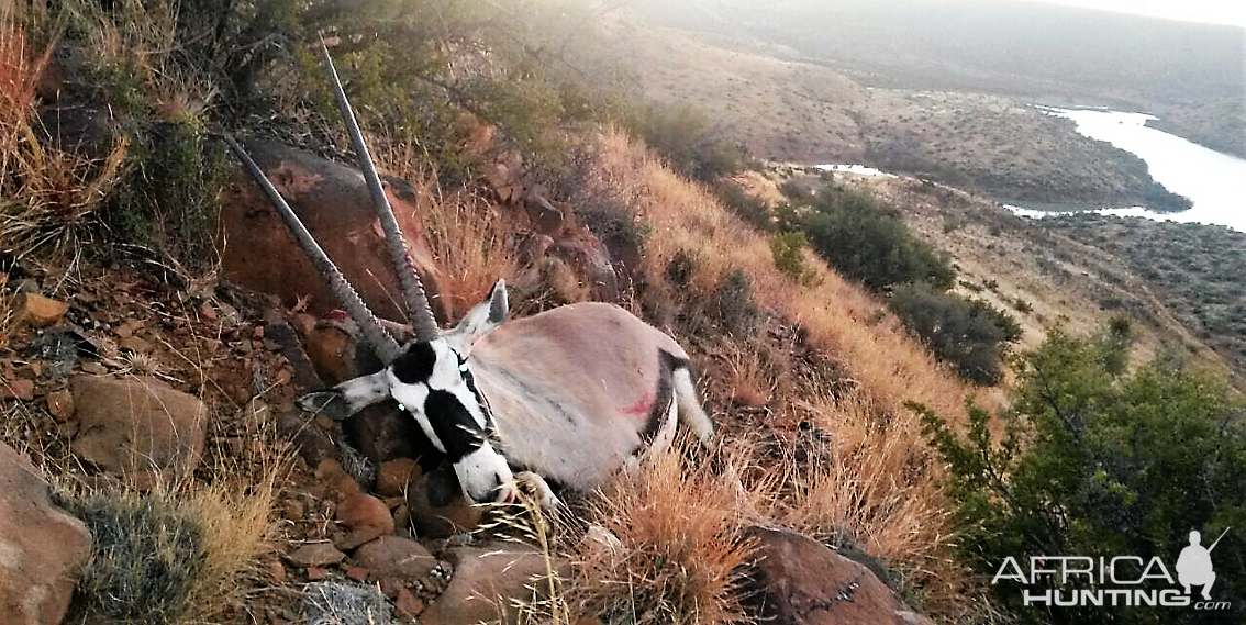 Hunt Gemsbok South Africa