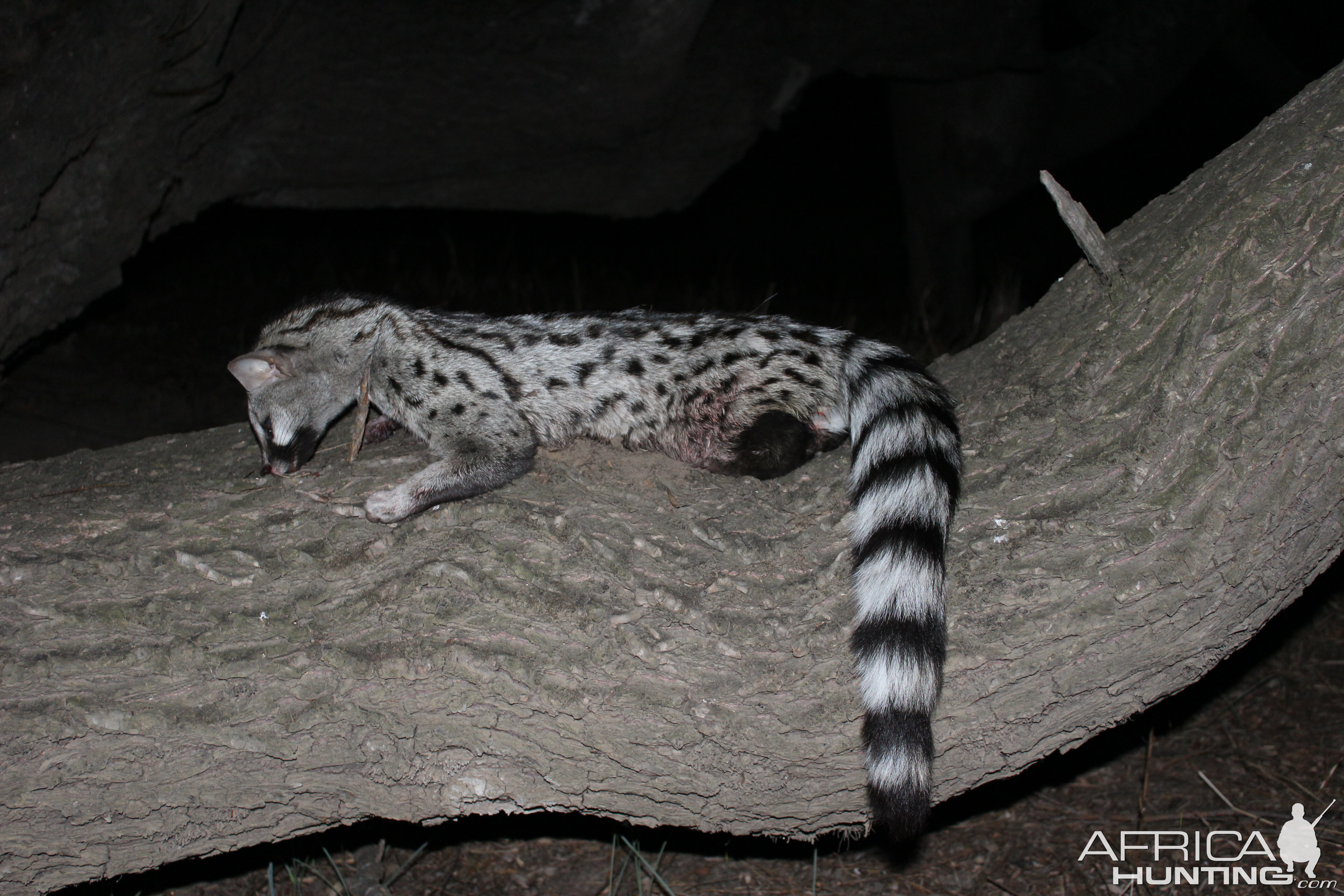 Hunt Genet Cat in South Africa