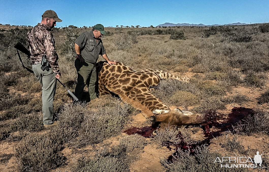 Hunt Giraffe in South Africa