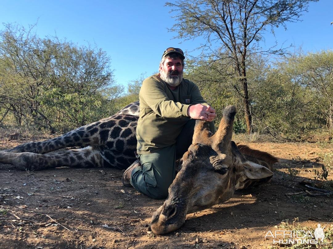 Hunt Giraffe in Zimbabwe