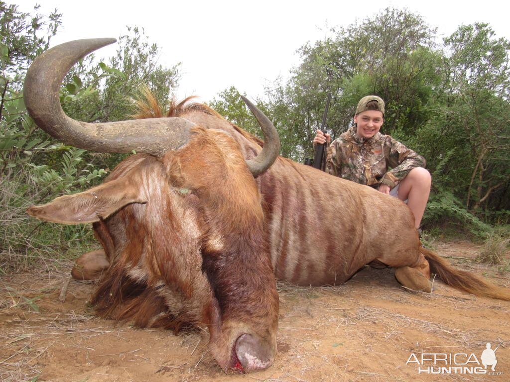 Hunt Golden Wildebeest in South Africa