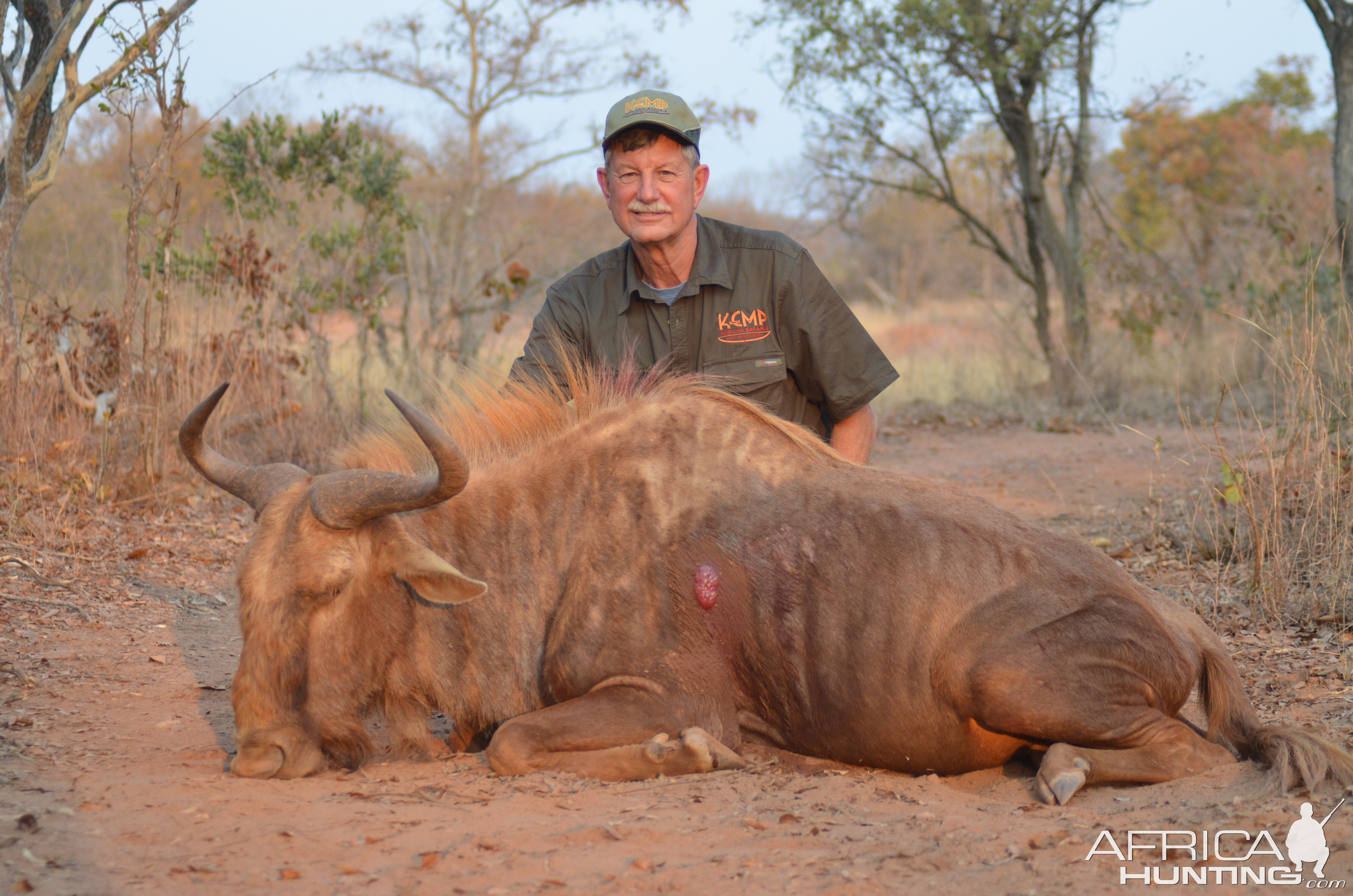 Hunt Golden Wildebeest in South Africa