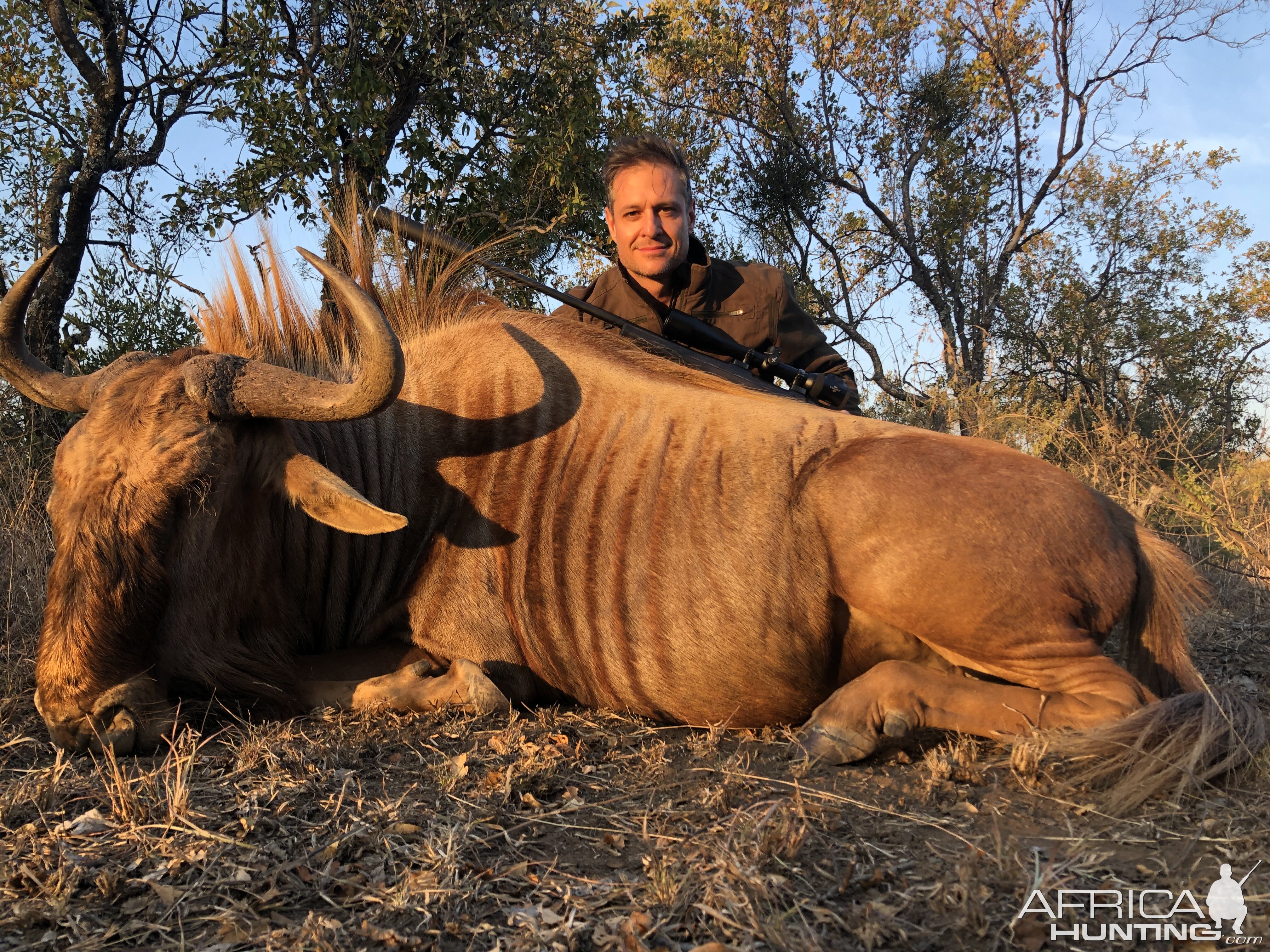 Hunt Golden Wildebeest in South Africa