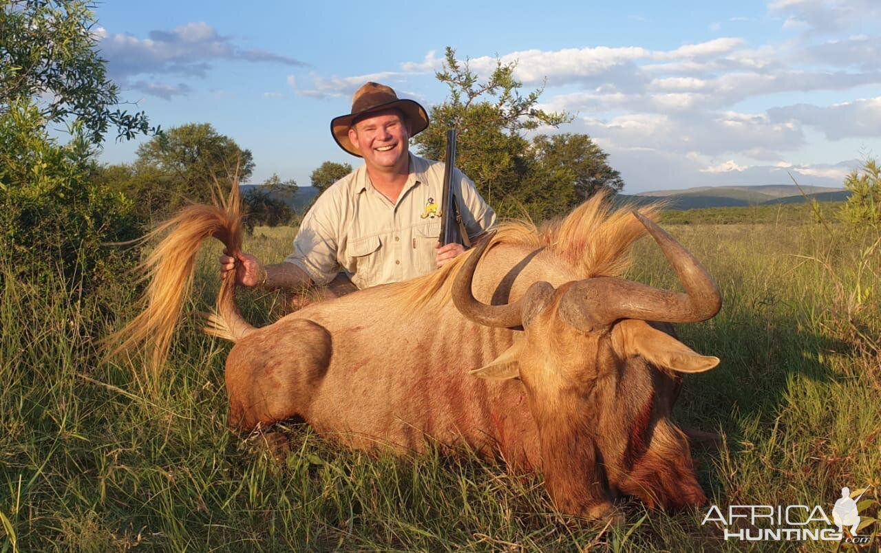 Hunt Golden Wildebeest in South Africa