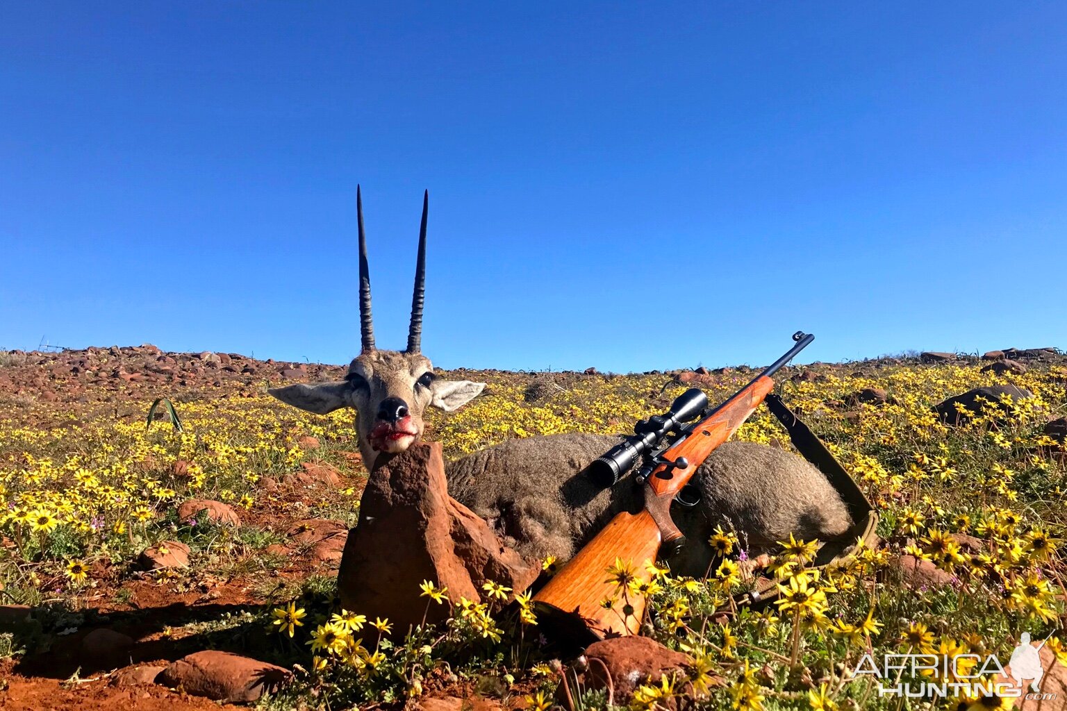 Hunt Grey Rhebok in South Africa