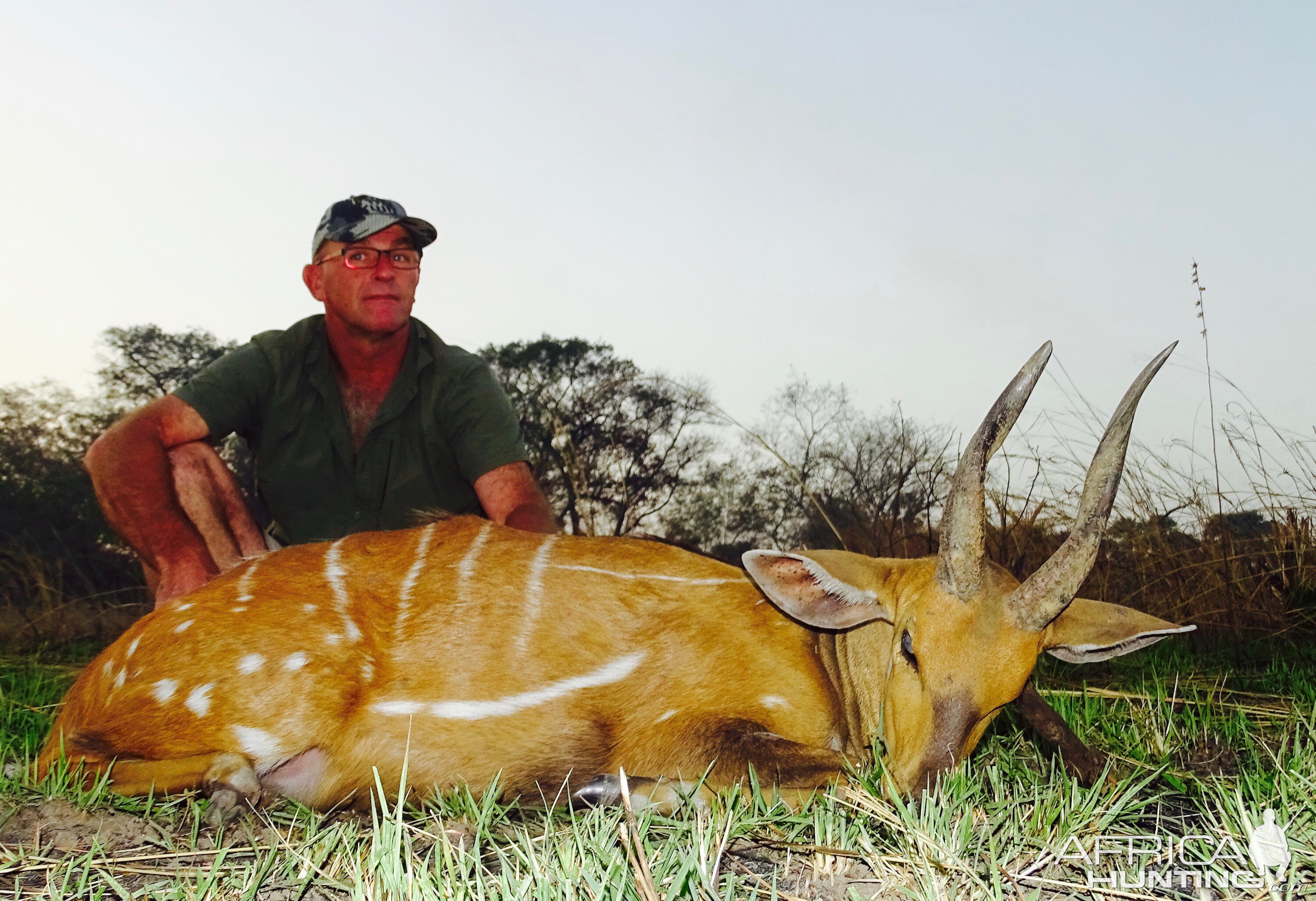 Hunt Harnessed Bushbuck Benin