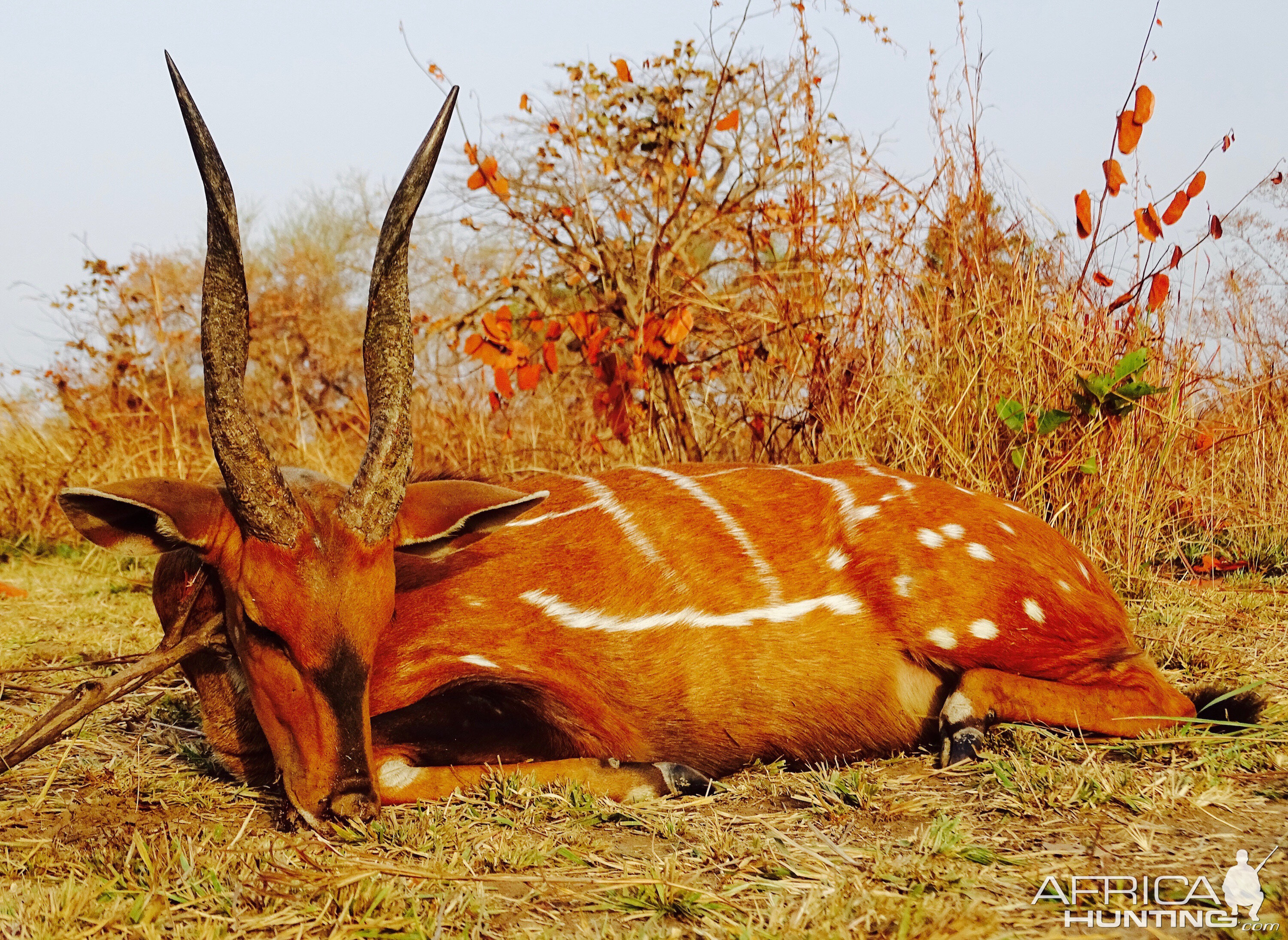 Hunt Harnessed Bushbuck in Benin