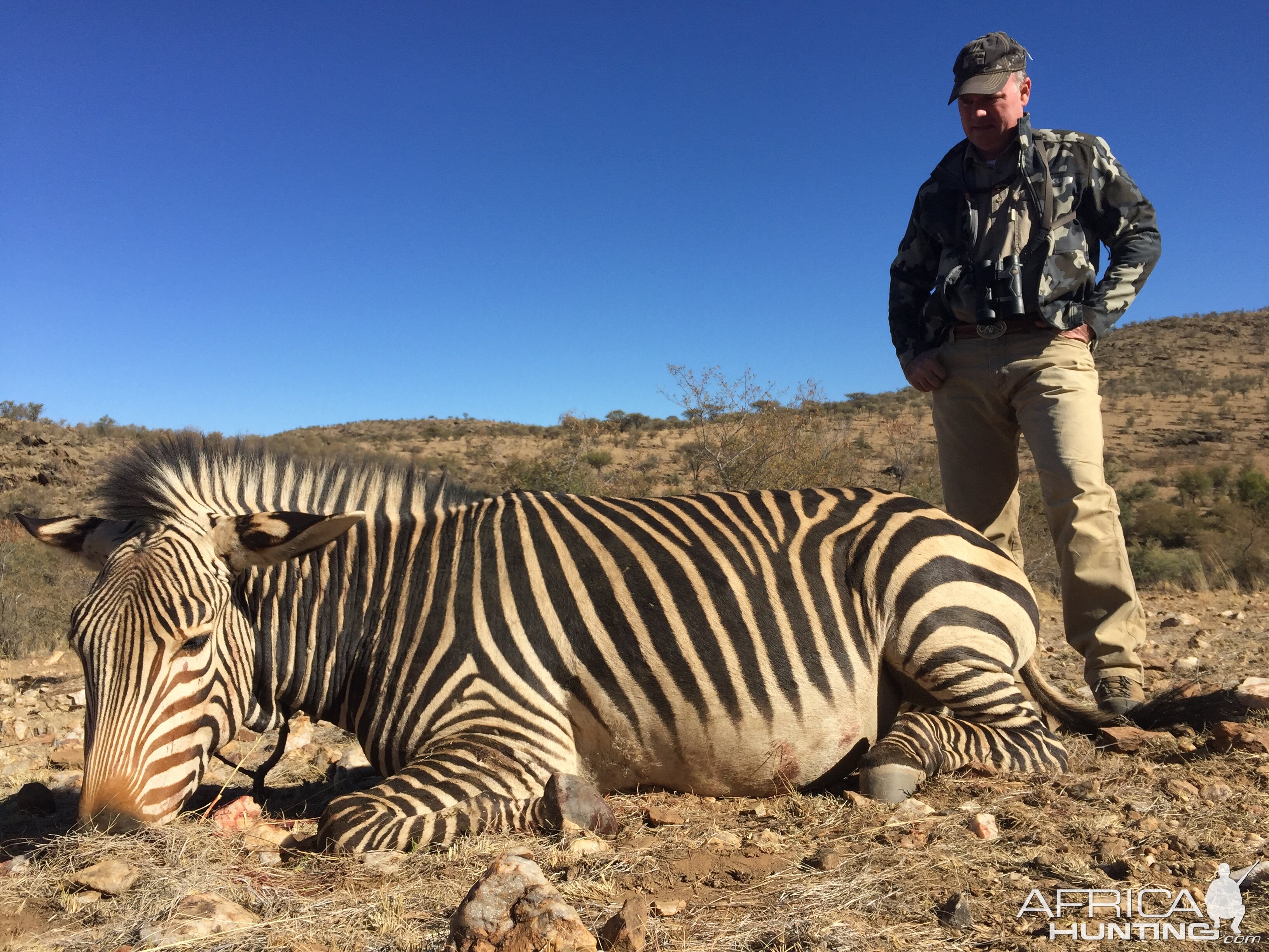 Hunt Hartmann's Mountain Zebra in Namibia