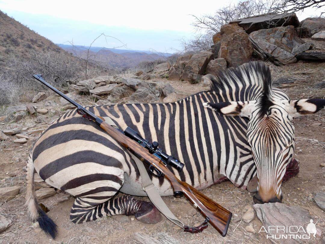 Hunt Hartmann's Mountain Zebra in Namibia