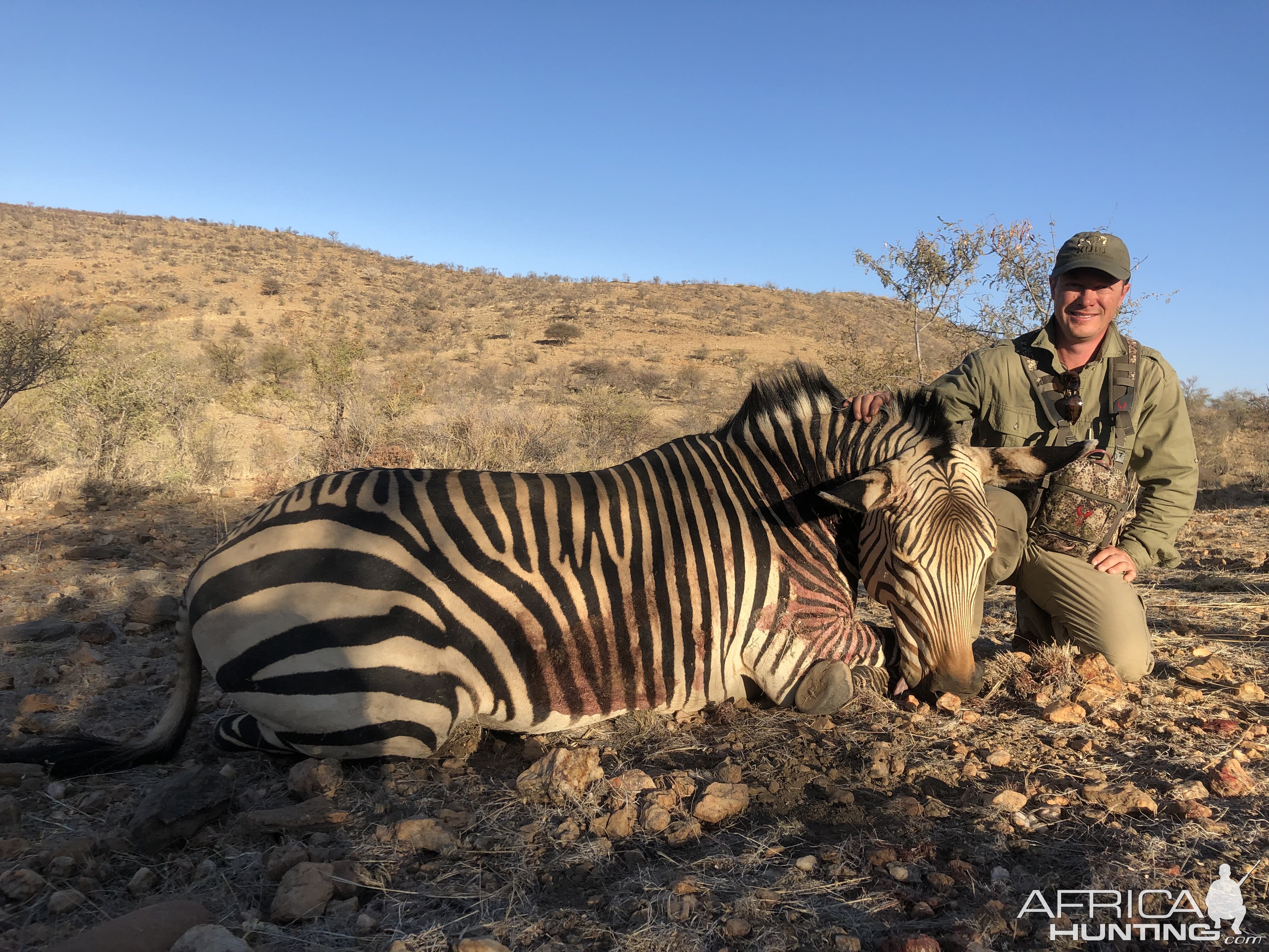 Hunt Hartmann's Mountain Zebra in Namibia