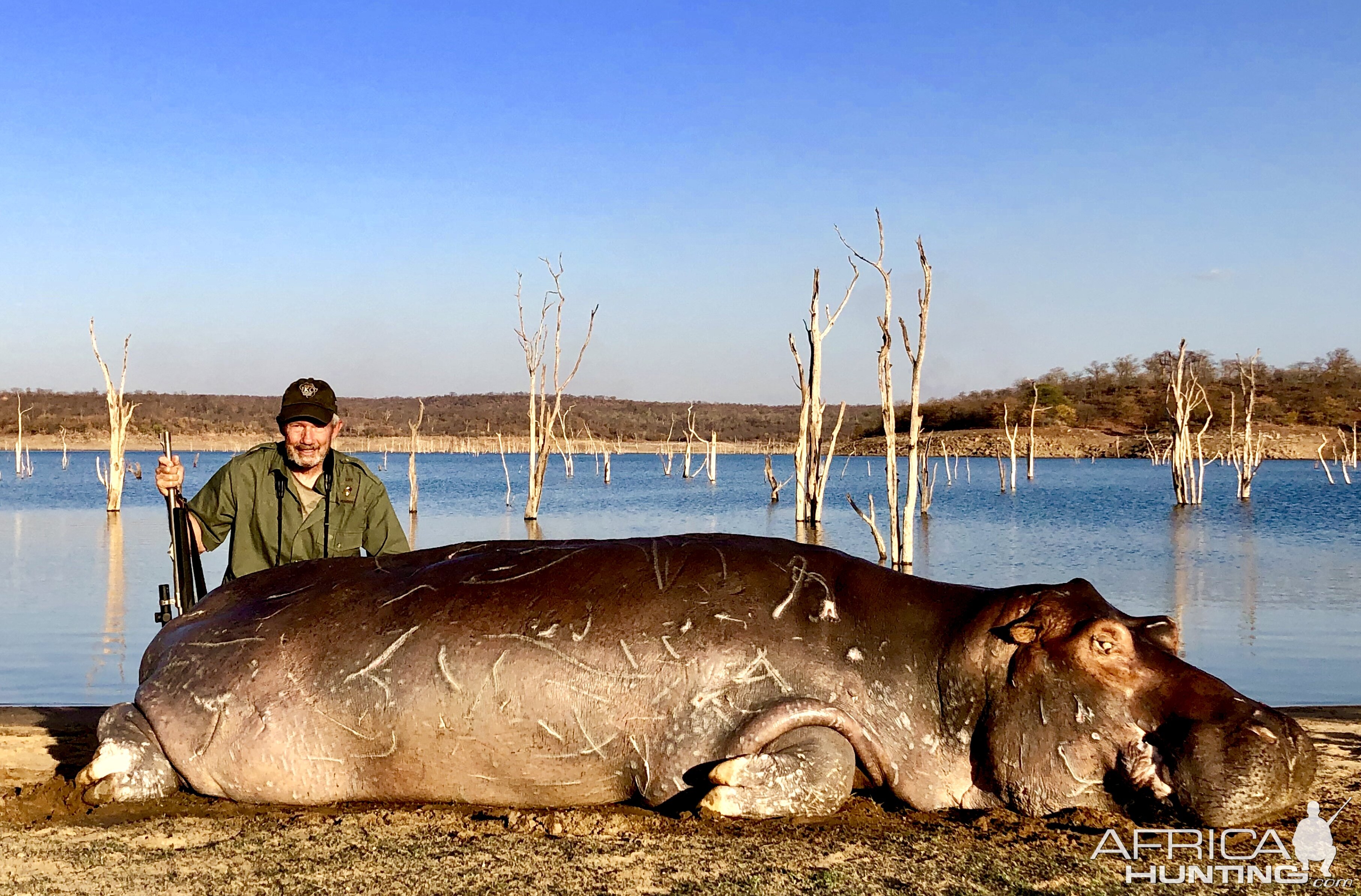 Hunt Hippo At Lake Kariba Zimbabwe