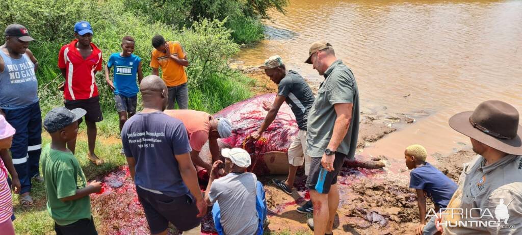 Hunt Hippo in South Africa