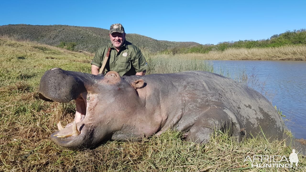 Hunt Hippo in South Africa